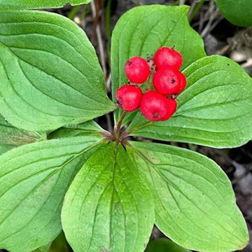 Cornouiller du Canada (Cornus canadensis) - Vivace - Baie couvre-sol - Zone 2-3 - 25+ graines