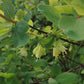 Haskap Seeds (Lonicera caerulea, Honeyberry) - Zone 3 - 100+ Seeds
