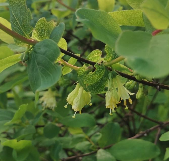 Haskap Seeds (Lonicera caerulea, Honeyberry) - Zone 3 - 100+ Seeds