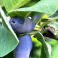 Haskap Seeds (Lonicera caerulea, Honeyberry) - Zone 3 - 100+ Seeds