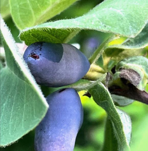 Haskap Seeds (Lonicera caerulea, Honeyberry) - Zone 3 - 100+ Seeds