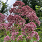 Joe-Pye Weed Seeds (Eutrochium fistulosum, Trumpetweed) - Zone 3 - 200+ Seeds