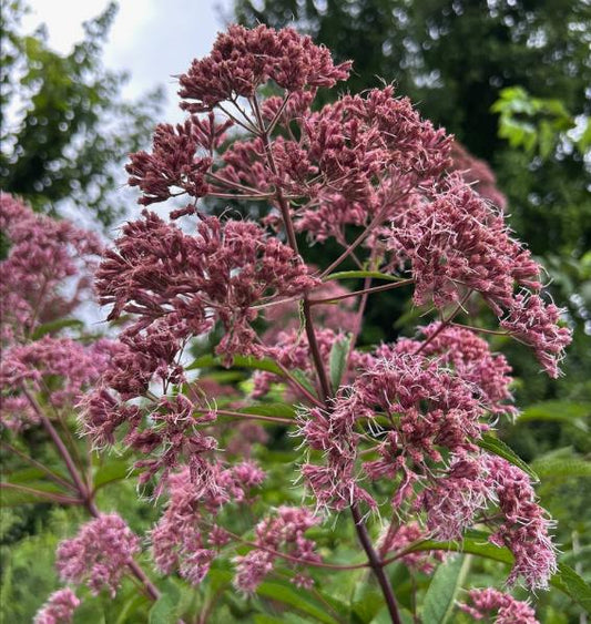 Joe-Pye Weed Seeds (Eutrochium fistulosum, Trumpetweed) - Zone 3 - 200+ Seeds