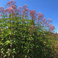 Joe-Pye Weed Seeds (Eutrochium fistulosum, Trumpetweed) - Zone 3 - 200+ Seeds
