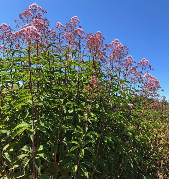 Joe-Pye Weed Seeds (Eutrochium fistulosum, Trumpetweed) - Zone 3 - 200+ Seeds