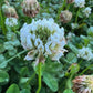 Graines de trèfle blanc (Trifolium repens) - Couvre-sol vivace - Zone 3 - 1000+ graines