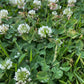 Graines de trèfle blanc (Trifolium repens) - Couvre-sol vivace - Zone 3 - 1000+ graines