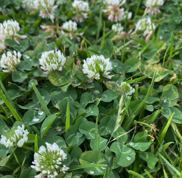 White Clover Seeds (Trifolium repens) - Perennial Ground Cover - Zone 3 - 1000+ Seeds