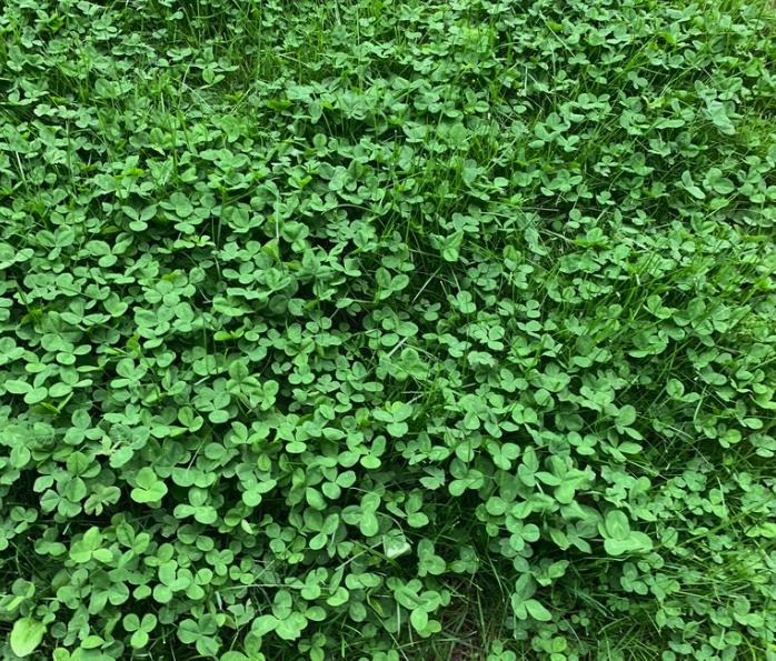 White Clover Seeds (Trifolium repens) - Perennial Ground Cover - Zone 3 - 1000+ Seeds