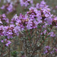Tomillo francés (Thymus vulgaris, tomillo común) - Hierba perenne - Zona 4-5 - Más de 1000 semillas