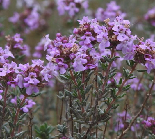 French Thyme (Thymus vulgaris, Common Thyme) - Perennial Herb - Zone 4-5 - 1000+ Seeds