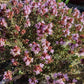 Tomillo francés (Thymus vulgaris, tomillo común) - Hierba perenne - Zona 4-5 - Más de 1000 semillas