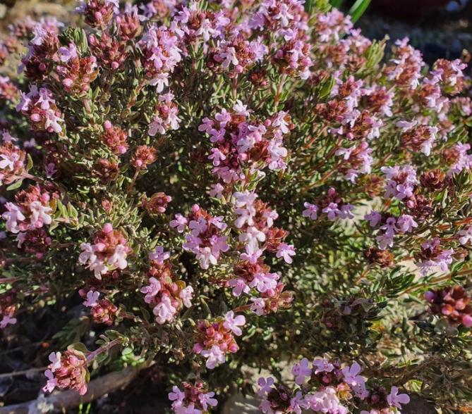 French Thyme (Thymus vulgaris, Common Thyme) - Perennial Herb - Zone 4-5 - 250+ Seeds