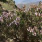 Tomillo francés (Thymus vulgaris, tomillo común) - Hierba perenne - Zona 4-5 - Más de 1000 semillas