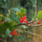 Alpine Currant (Ribes alpinum, Mountain Currant) - Perennial - Berry Bush - Zone 3 - 50+ Seeds