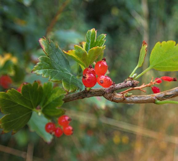 Alpine Currant (Ribes alpinum, Mountain Currant) - Perennial - Berry B ...