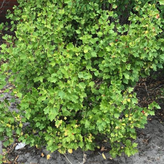 Native Alpine Currant Alpine Currant (Ribes alpinum, Mountain Currant) - Perennial - Berry B ...