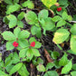 Cornouiller du Canada (Cornus canadensis) - Vivace - Baie couvre-sol - Zone 2-3 - 25+ graines
