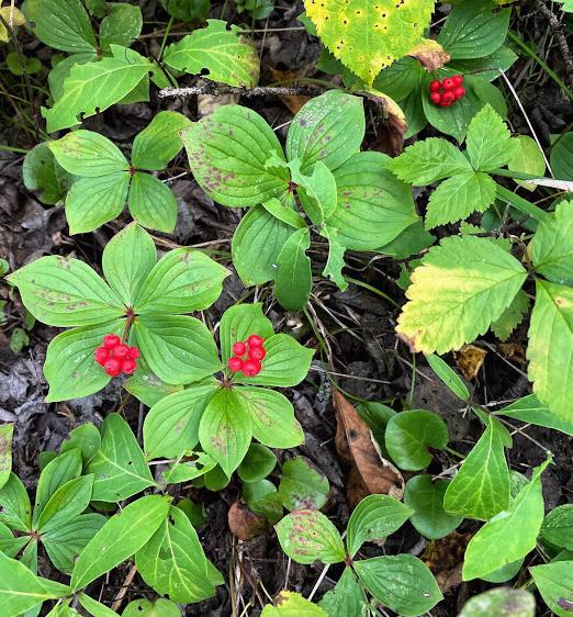 Bunchberry (Cornus canadensis) - Perennial - Ground Cover Berry - Zone 2-3 - 25+ Seeds