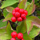 Cornouiller du Canada (Cornus canadensis) - Vivace - Baie couvre-sol - Zone 2-3 - 25+ graines