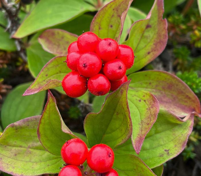 Bunchberry (Cornus canadensis) - Perennial - Ground Cover Berry - Zone 2-3 - 25+ Seeds