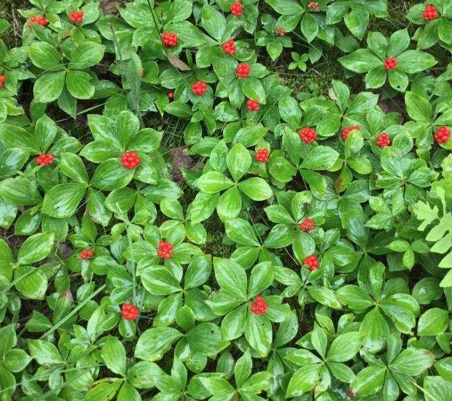 Bunchberry (Cornus canadensis) - Perennial - Ground Cover Berry - Zone 2-3 - 25+ Seeds