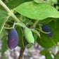 Haskap Seeds (Lonicera caerulea, Honeyberry) - Zone 3 - 100+ Seeds