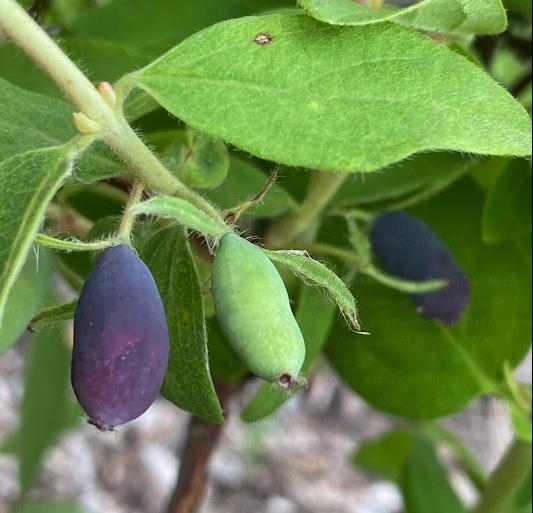 Haskap Seeds (Lonicera caerulea, Honeyberry) - Zone 3 - 100+ Seeds