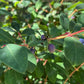 Haskap Seeds (Lonicera caerulea, Honeyberry) - Zone 3 - 100+ Seeds