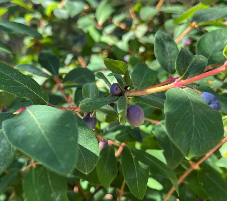 Haskap Seeds (Lonicera caerulea, Honeyberry) - Zone 3 - 100+ Seeds