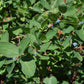 Haskap Seeds (Lonicera caerulea, Honeyberry) - Zone 3 - 100+ Seeds