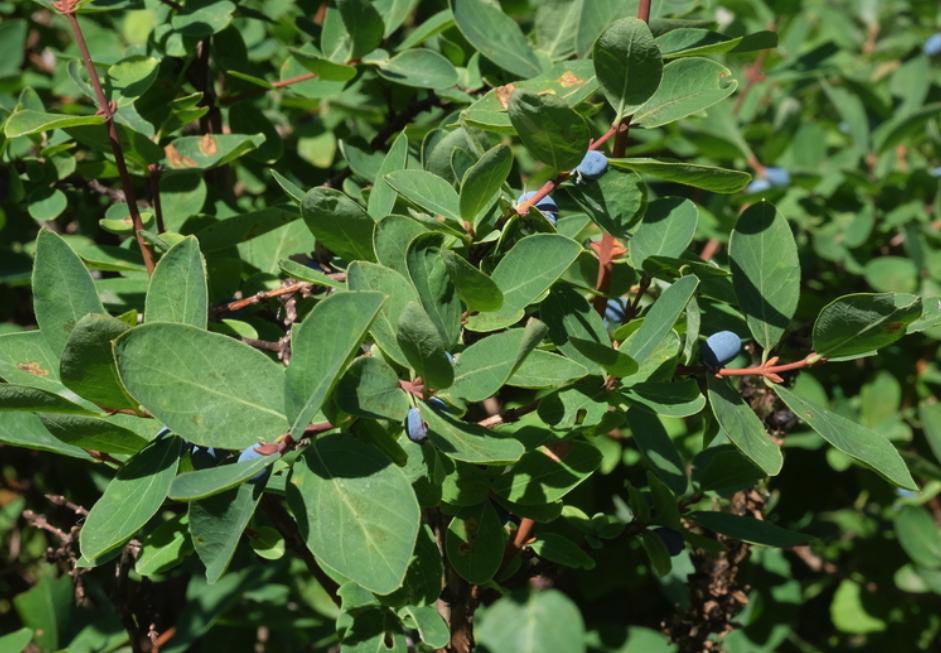 Haskap Seeds (Lonicera caerulea, Honeyberry) - Zone 3 - 100+ Seeds