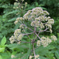 Joe-Pye Weed Seeds (Eutrochium fistulosum, Trumpetweed) - Zone 3 - 200+ Seeds