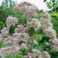Joe-Pye Weed Seeds (Eutrochium fistulosum, Trumpetweed) - Zone 3 - 200+ Seeds