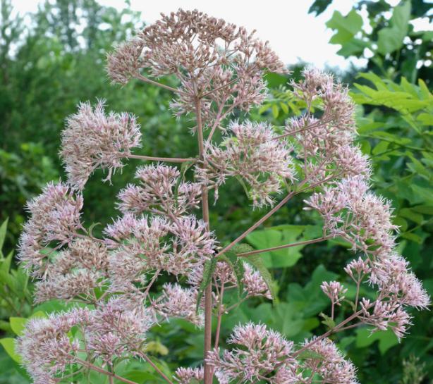 Joe-Pye Weed Seeds (Eutrochium fistulosum, Trumpetweed) - Zone 3 - 200+ Seeds