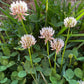 Graines de trèfle blanc (Trifolium repens) - Couvre-sol vivace - Zone 3 - 1000+ graines