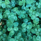Graines de trèfle blanc (Trifolium repens) - Couvre-sol vivace - Zone 3 - 1000+ graines