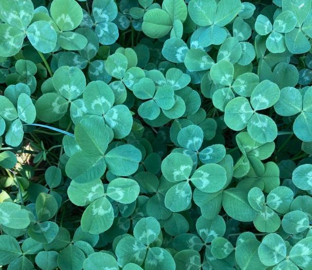 White Clover Seeds (Trifolium repens) - Perennial Ground Cover - Zone 3 - 1000+ Seeds