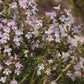 Tomillo francés (Thymus vulgaris, tomillo común) - Hierba perenne - Zona 4-5 - Más de 1000 semillas