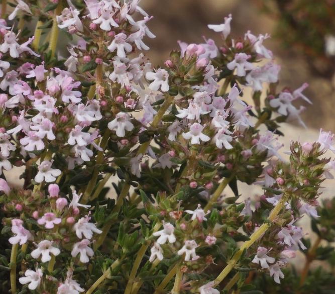 French Thyme (Thymus vulgaris, Common Thyme) - Perennial Herb - Zone 4-5 - 250+ Seeds