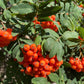 Semillas de serbal europeo (Sorbus aucuparia) - Zona 3 - Más de 100 semillas