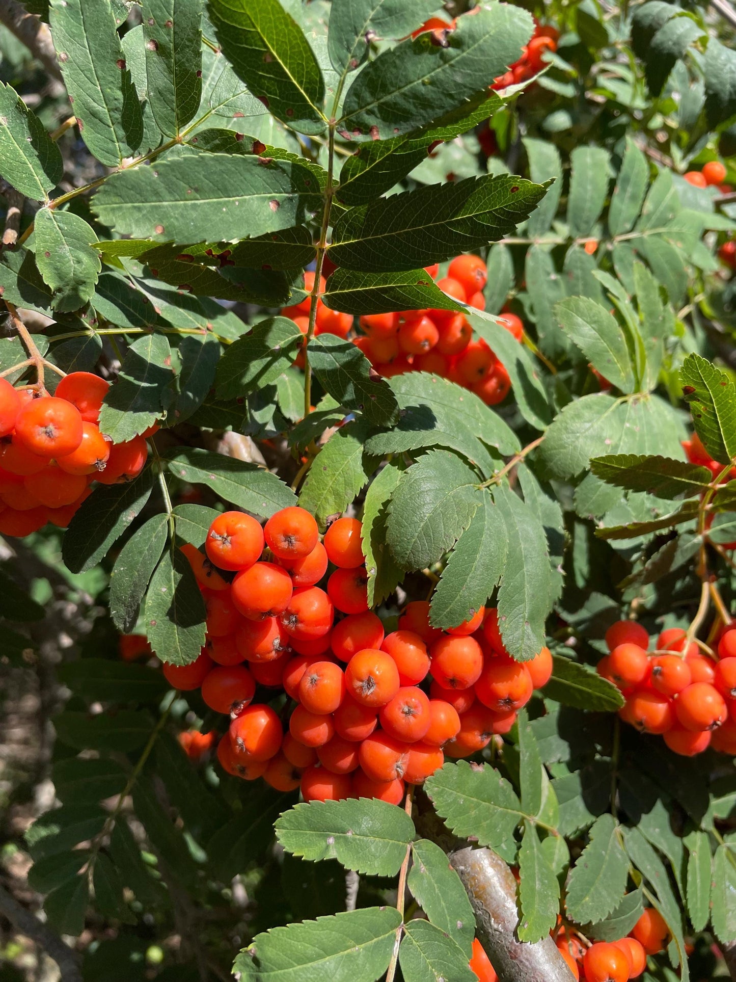 Semillas de serbal europeo (Sorbus aucuparia) - Zona 3 - Más de 100 semillas