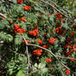 Semillas de serbal europeo (Sorbus aucuparia) - Zona 3 - Más de 100 semillas