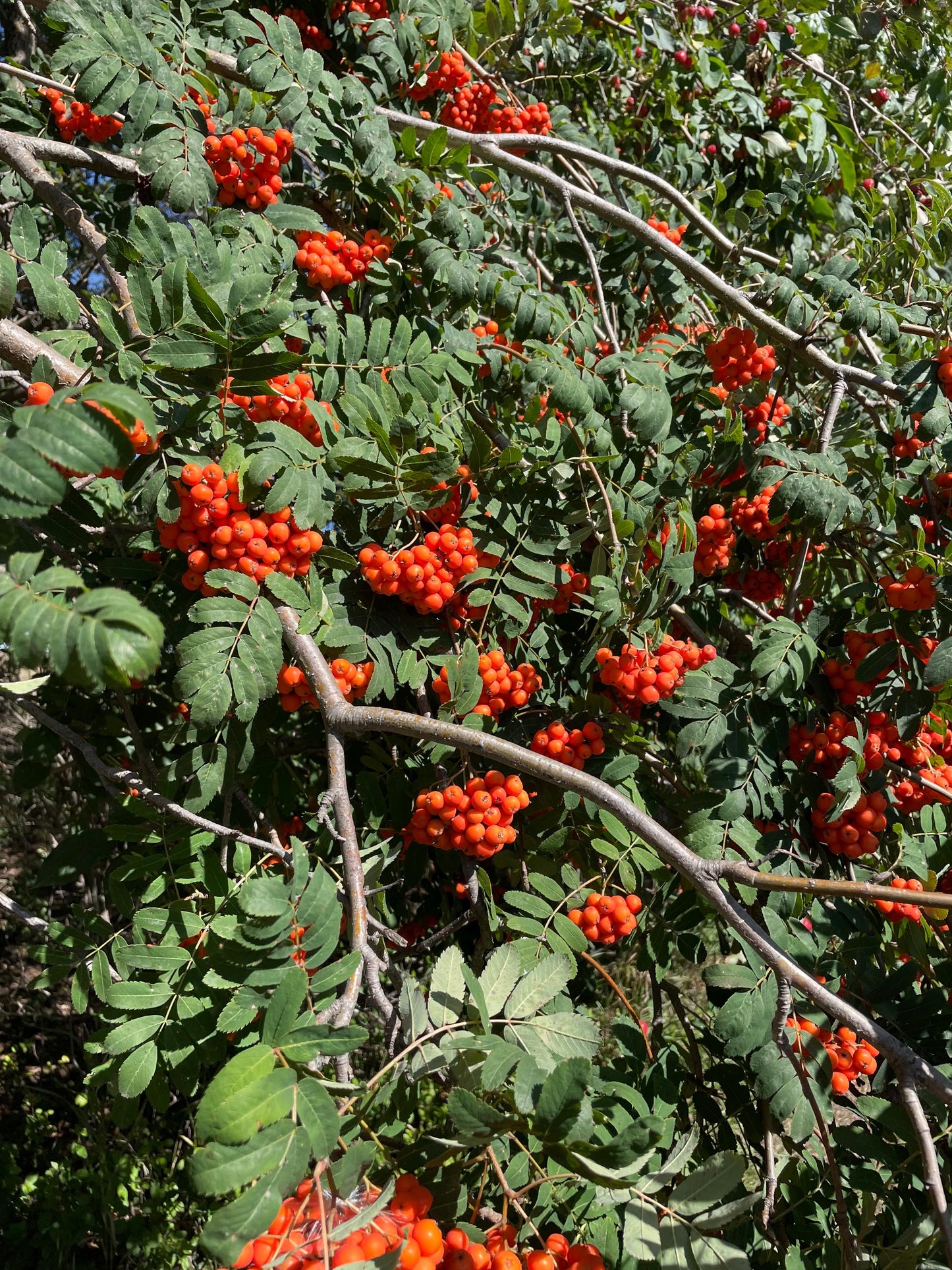 Semillas de serbal europeo (Sorbus aucuparia) - Zona 3 - Más de 100 semillas