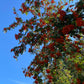Semillas de serbal europeo (Sorbus aucuparia) - Zona 3 - Más de 100 semillas