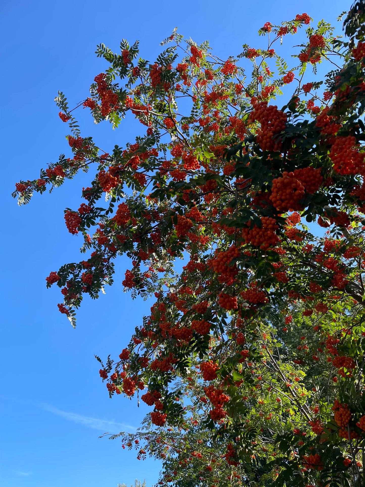 Semillas de serbal europeo (Sorbus aucuparia) - Zona 3 - Más de 100 semillas