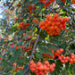 Semillas de serbal europeo (Sorbus aucuparia) - Zona 3 - Más de 100 semillas