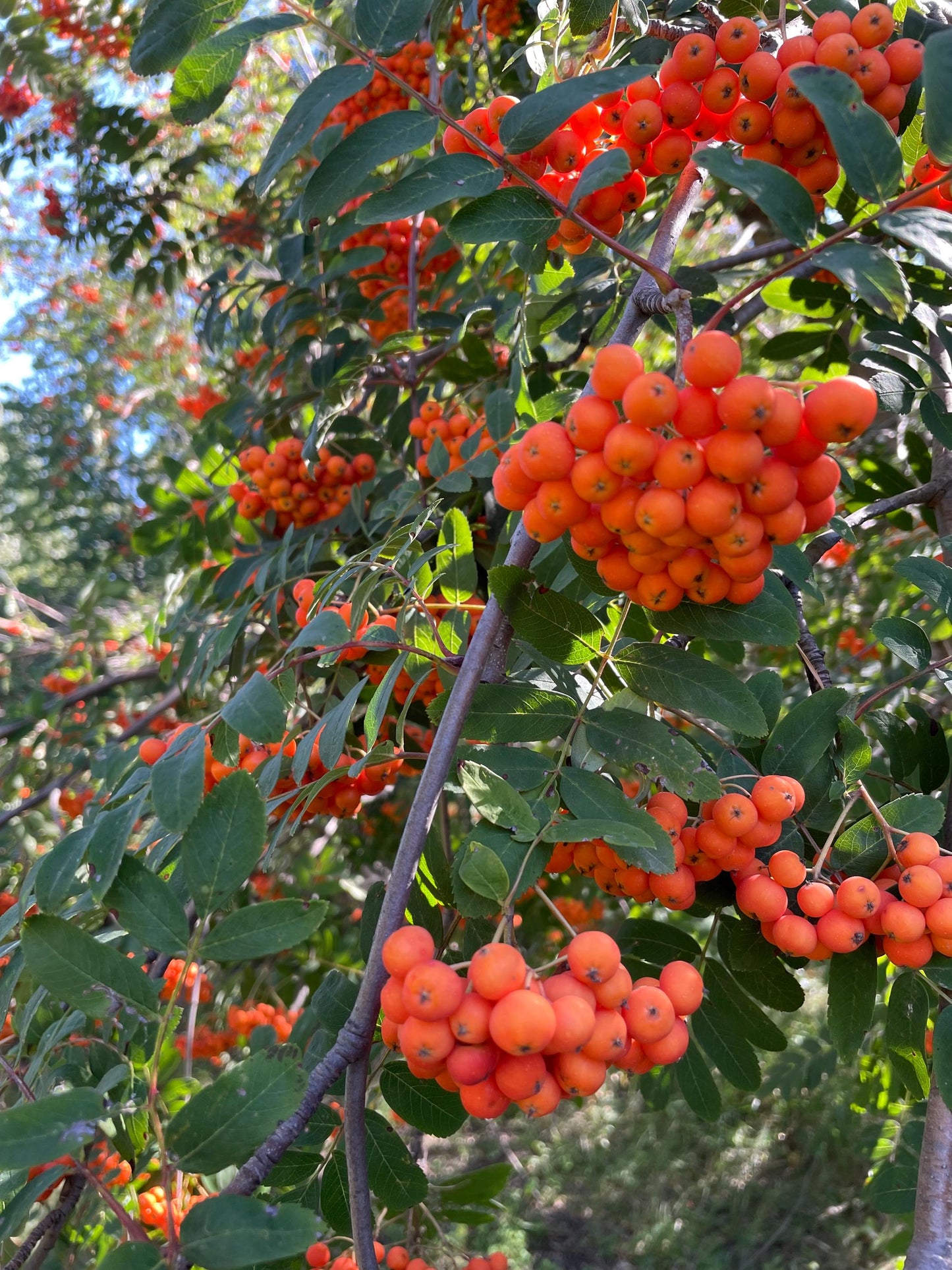 Semillas de serbal europeo (Sorbus aucuparia) - Zona 3 - Más de 100 semillas