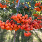 Semillas de serbal europeo (Sorbus aucuparia) - Zona 3 - Más de 100 semillas