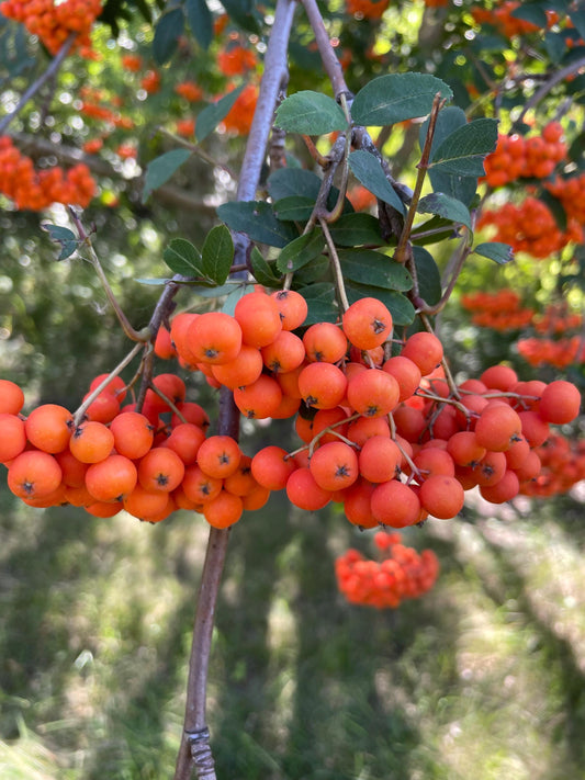 European Mountain Ash Seeds (Sorbus aucuparia) -  Zone 3 - 100+ Seeds